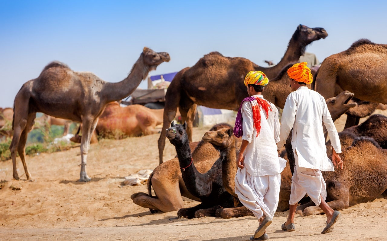 pushkar fair holiday tour