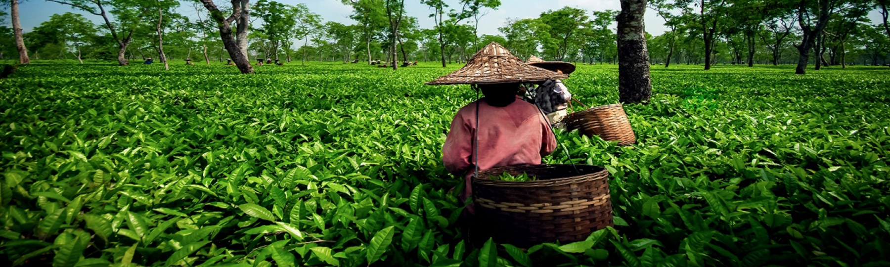 north east tour package