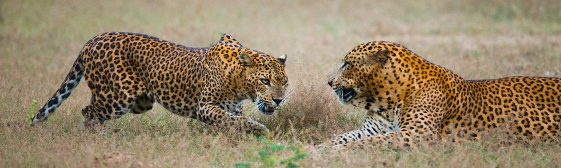 India wildlife tour - GeTS Holidays