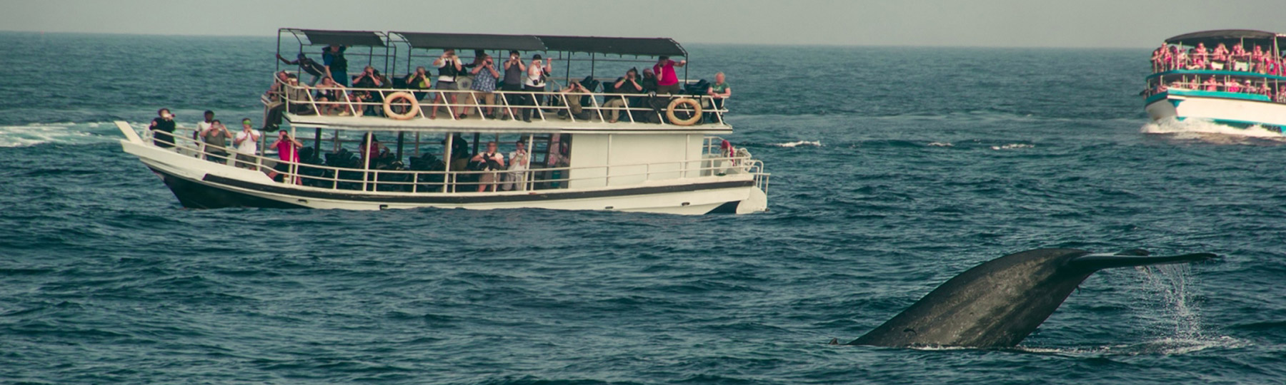 whale watching Goa -  GeTS Holidays