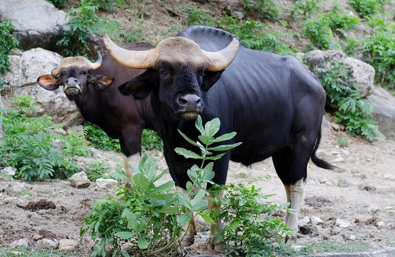 madhya pradesh vacation package