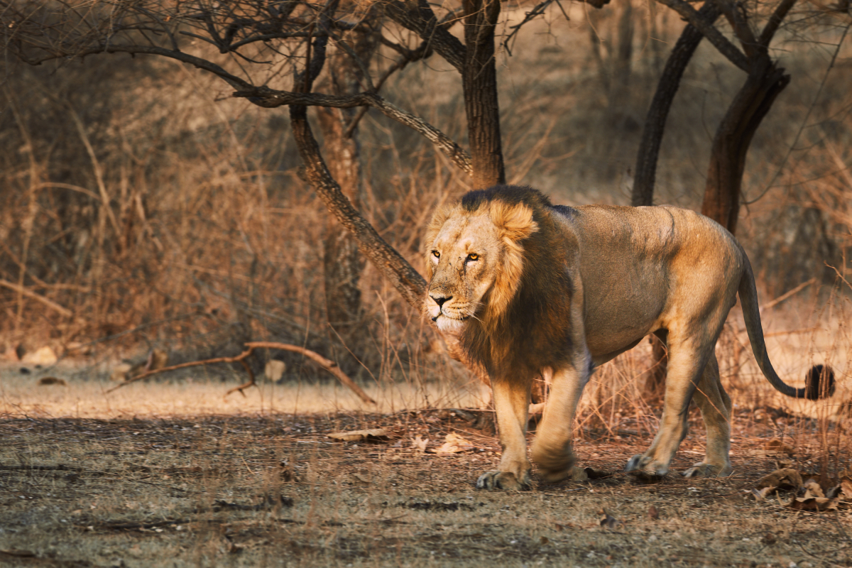 gujarat tour package