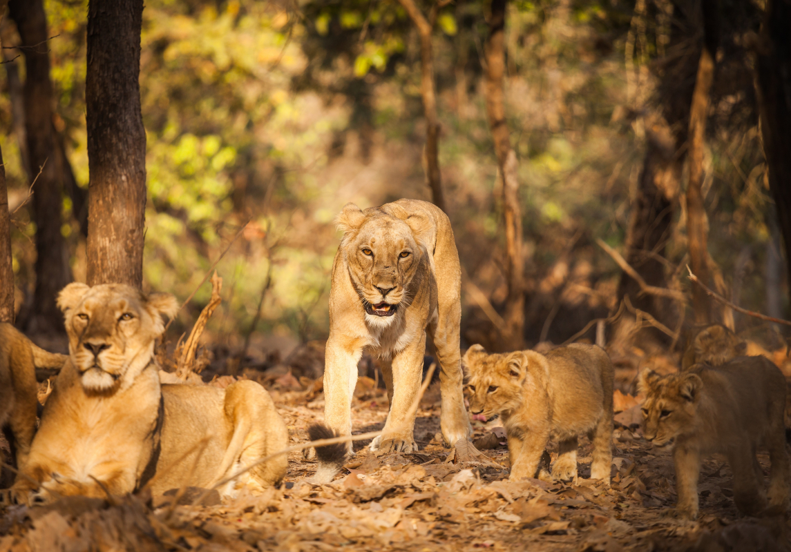 gujarat wildlife travel package