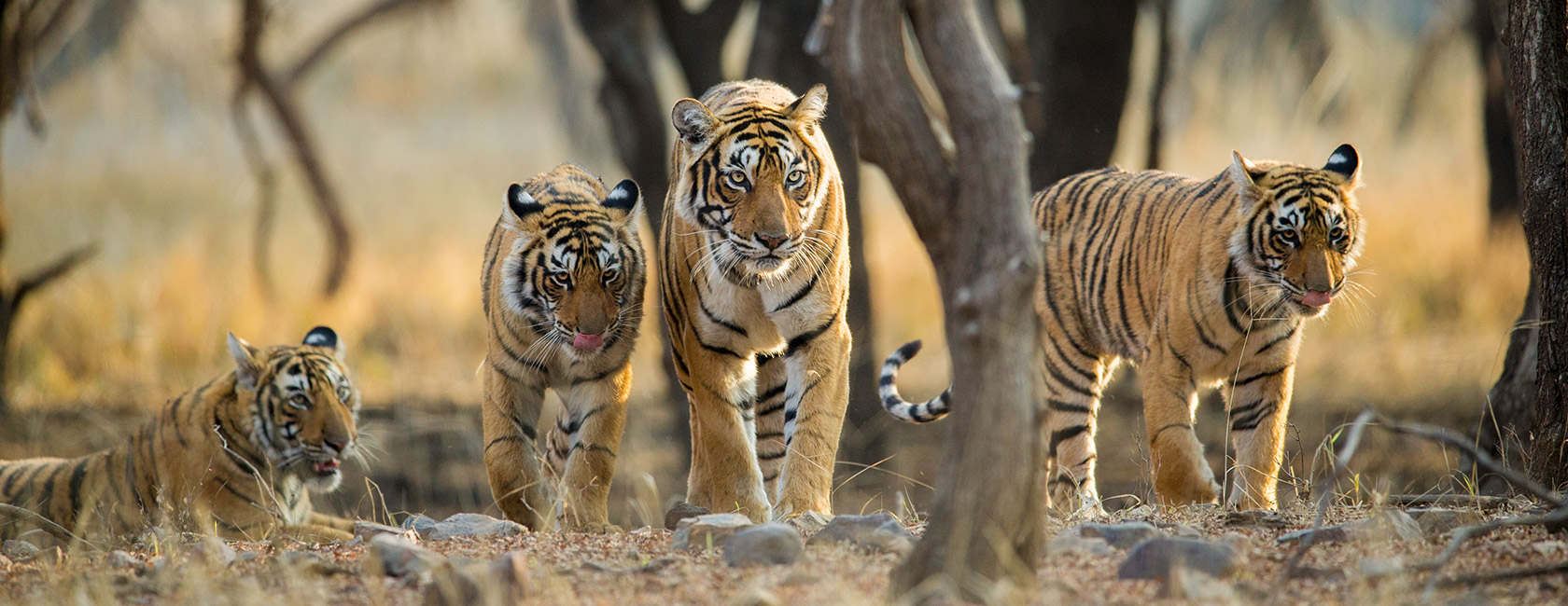 3 days safari at ranthambore national park tour from delhi
