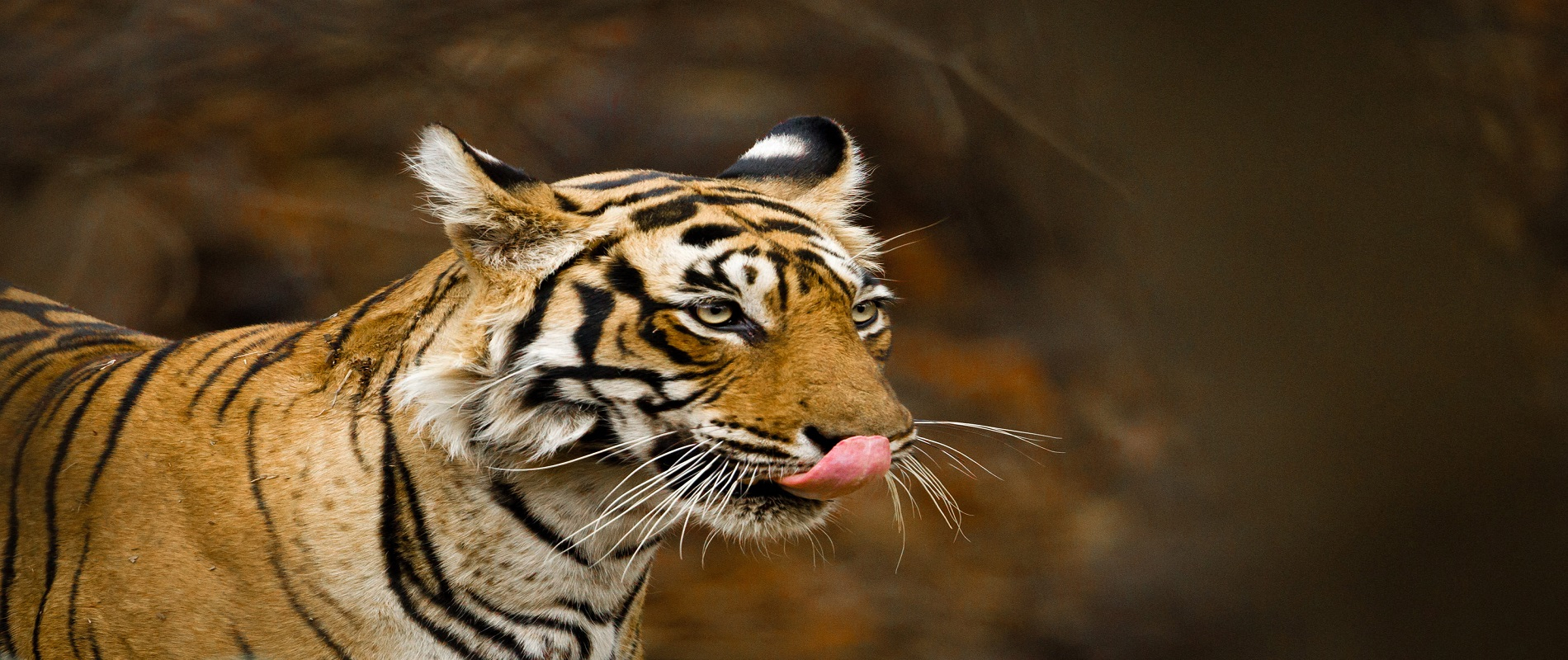 Ranthambore tour package