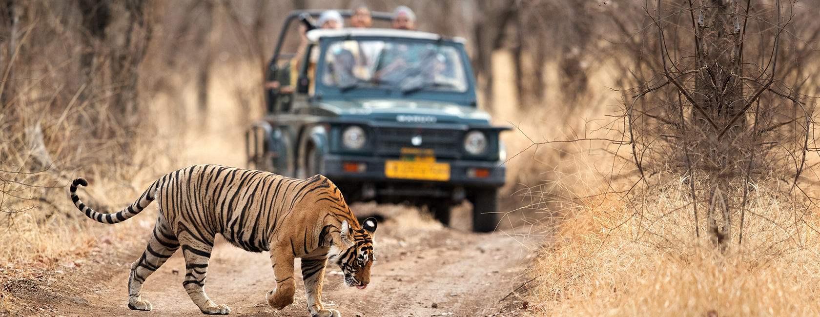 Rajasthan's Luxury Heritage & Wildlife Safari with Taj Experiences
