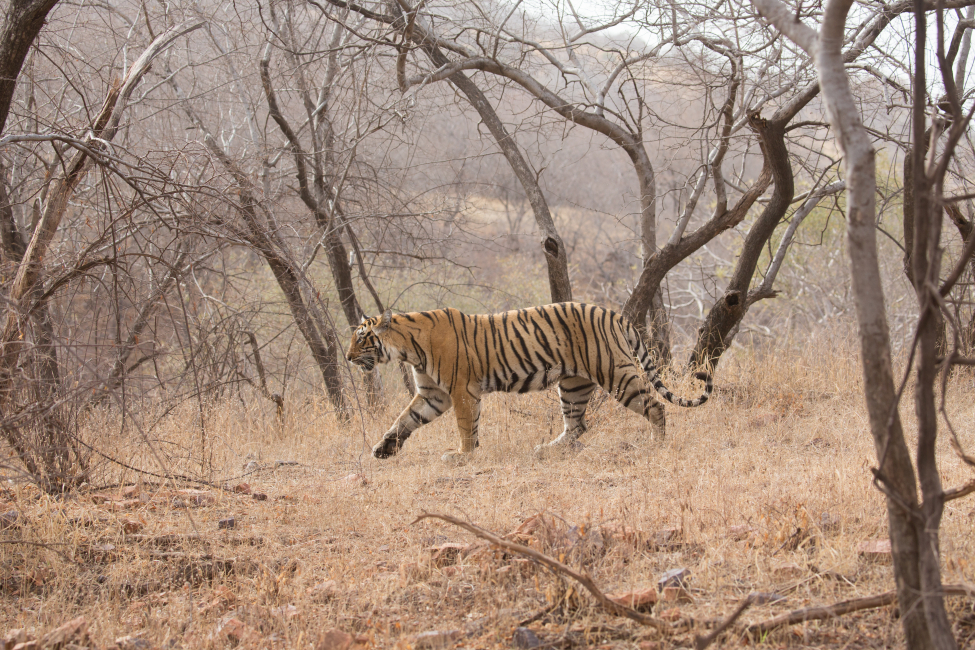 Taj, Tiger & Culture of India