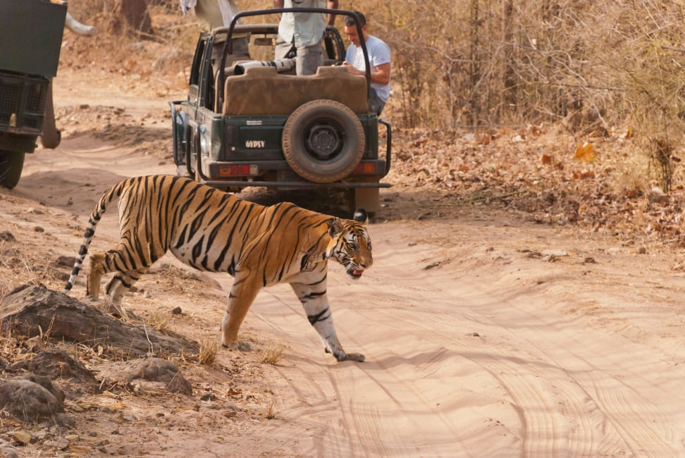 Golden Triangle with Tiger Safari at Ranthambore